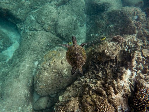 Coral Reef Snorkeling Experience