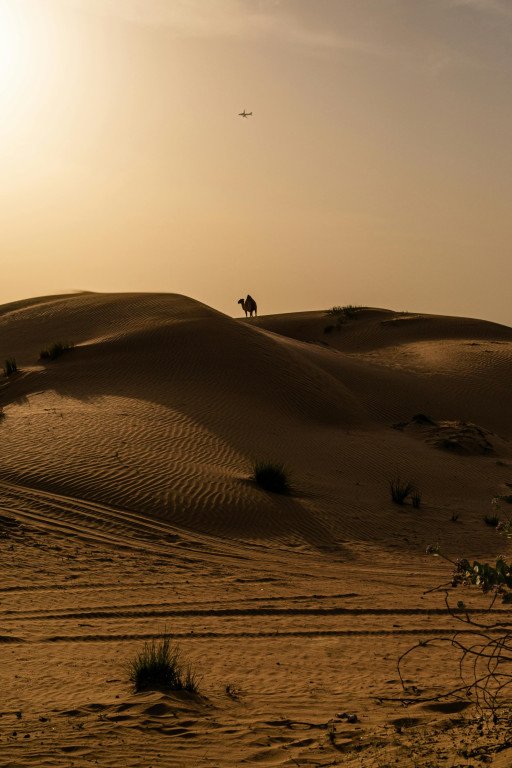Experience the Magic of the Desert: The Ultimate Camel Tour in Dubai